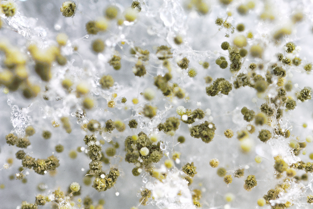 Up close view of mold spores seen while providing home inspection services