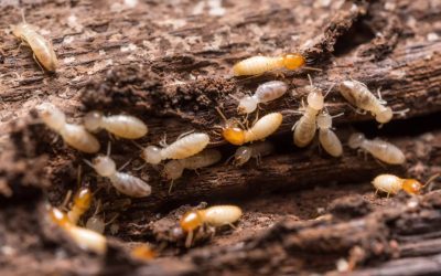Signs of Termites in Your Home