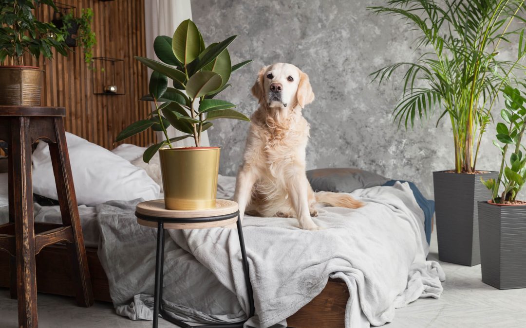4 Pet-Friendly Houseplants for Your Living Spaces