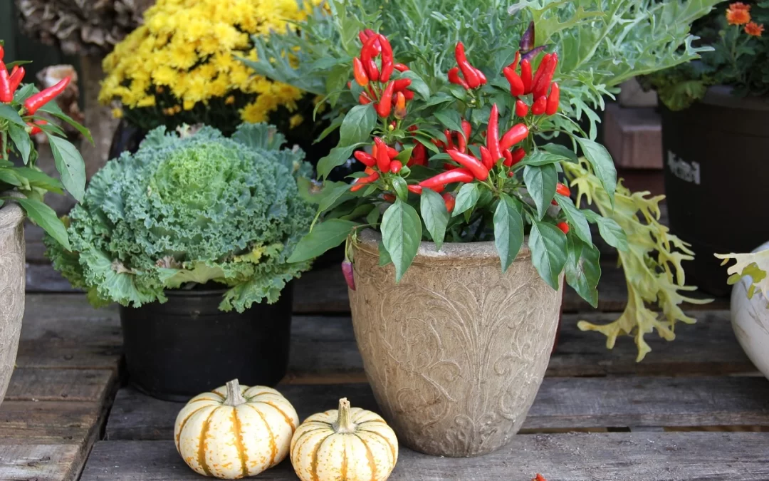 container gardening in fall