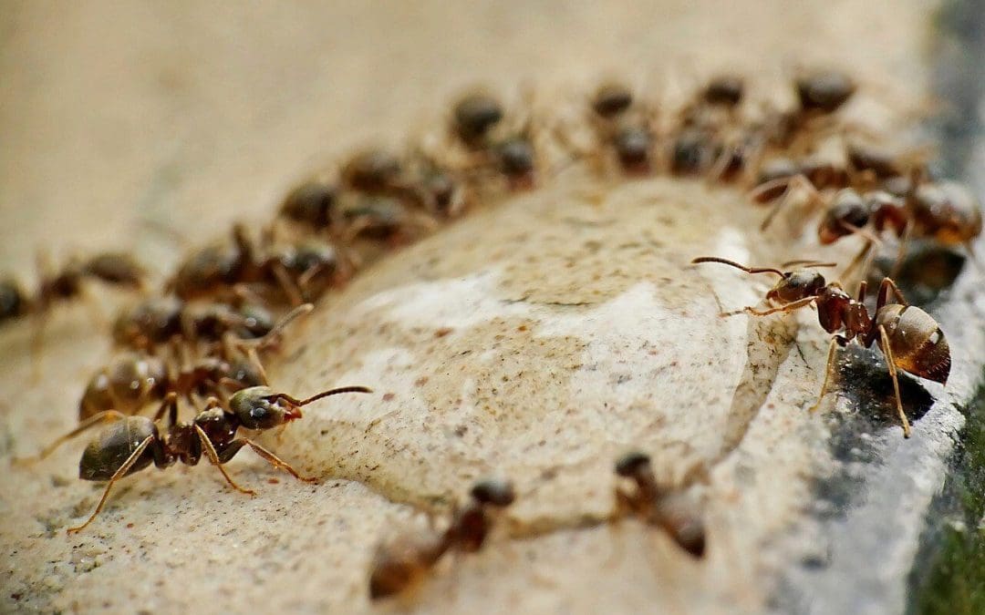 How to Spot Signs of Pests in Your Home