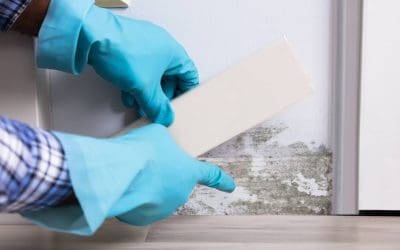 Dangers of Mold in Your Home: What Every Homeowner Should Know